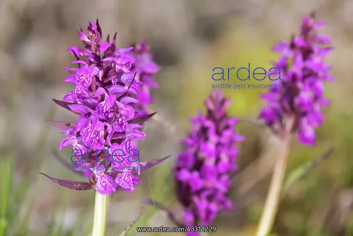 : The broad-leaved marsh orchid (Dactylorhiza majalis) : The broad-leaved marsh orchid (Dactylorhiza majalis)
