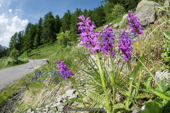 : The broad-leaved marsh orchid (Dactylorhiza majalis) : The broad-leaved marsh orchid (Dactylorhiza majalis)