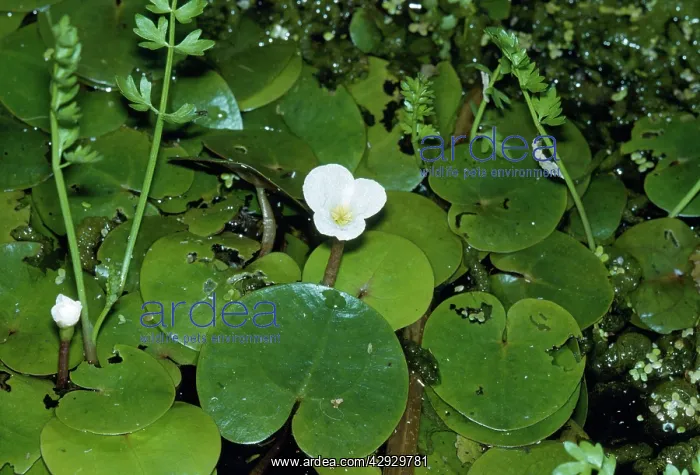 : Broad-Leaved PONDWEED - on water : Broad-Leaved PONDWEED - on water