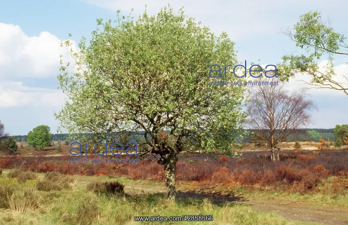 : Broad-leaved Sallow / Goat Willow : Broad-leaved Sallow / Goat Willow