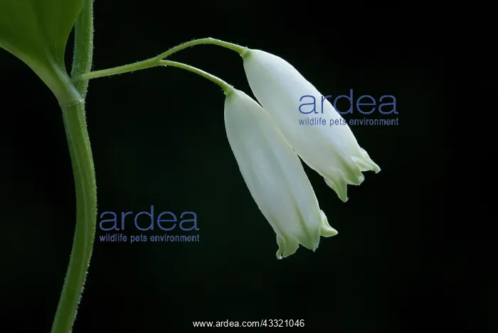 : Broad-leaved Solomon's-seal : Broad-leaved Solomon's-seal