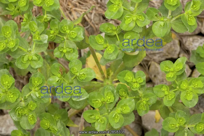 : Broad-leaved spurge : Broad-leaved spurge