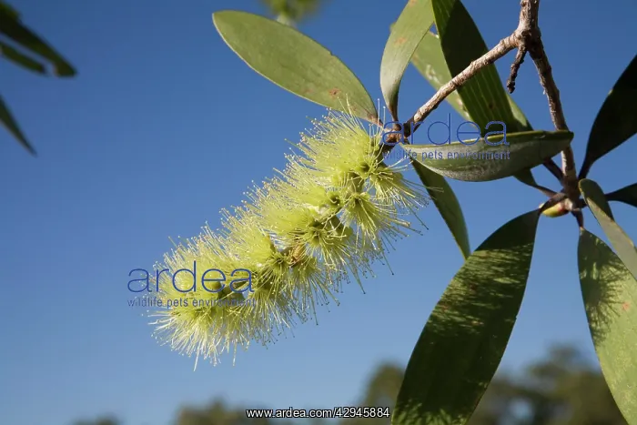 : Broad-leaved Tea-tree or Paperbark : Broad-leaved Tea-tree or Paperbark