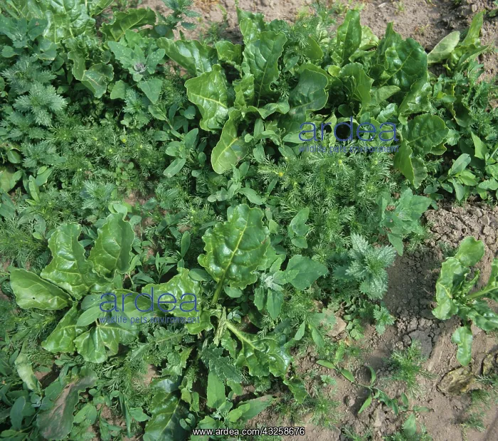 : Broad-leaved weeds in Sugar Beet crop : Broad-leaved weeds in Sugar Beet crop