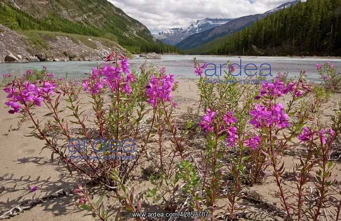 : Broad-leaved Willowherb / Fireweed : Broad-leaved Willowherb / Fireweed