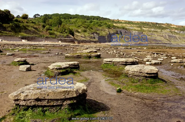 : Broad Ledges beach - Lyme Regis at low tide - Good : Broad Ledges beach - Lyme Regis at low tide - Good