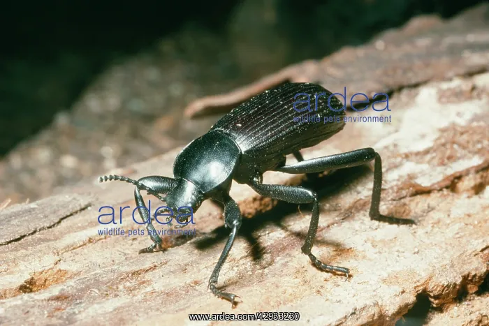 : Broad-Necked Darkling Beetle : Broad-Necked Darkling Beetle