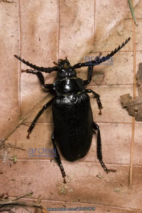  : Broad-necked Root Borer