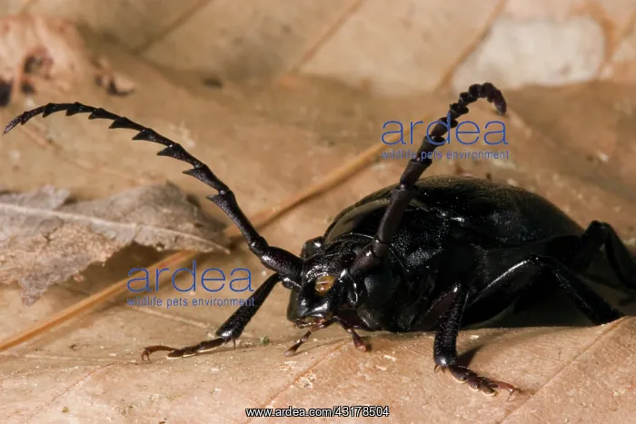 : Broad-necked Root Borer : Broad-necked Root Borer