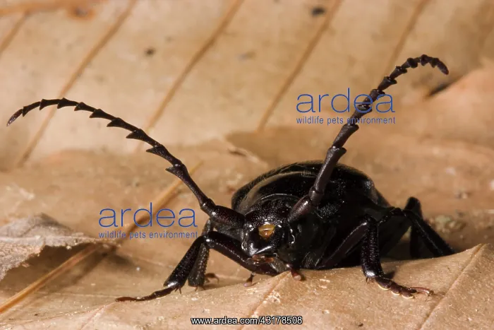 : Broad-necked Root Borer : Broad-necked Root Borer