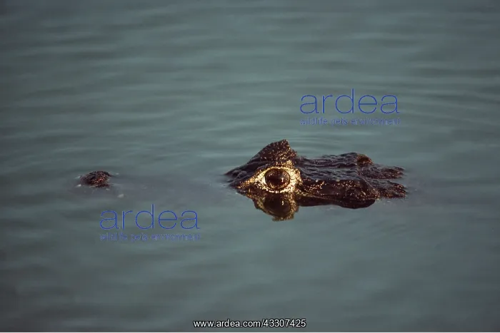 : Broad-nosed / Broad-fronted CAIMAN - eyes showing : Broad-nosed / Broad-fronted CAIMAN - eyes showing