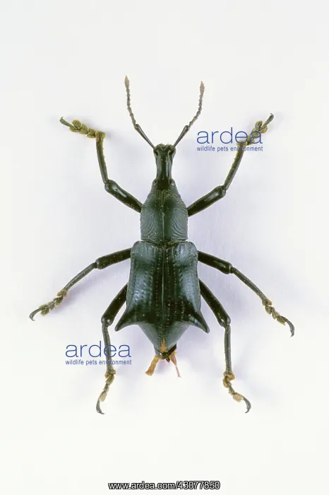 : Broad-nosed Weevil : Broad-nosed Weevil