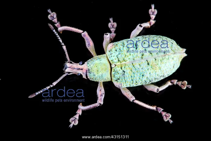 : Broad-nosed weevil (Exophthalmus sp) on black background : Broad-nosed weevil (Exophthalmus sp) on black background