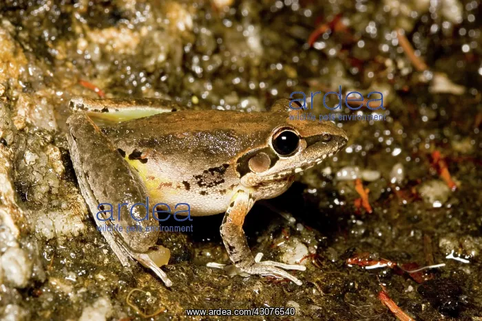 : Broad-palmed rocket frog : Broad-palmed rocket frog