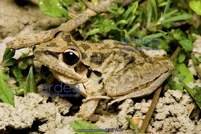 : Broad-palmed rocket frog : Broad-palmed rocket frog