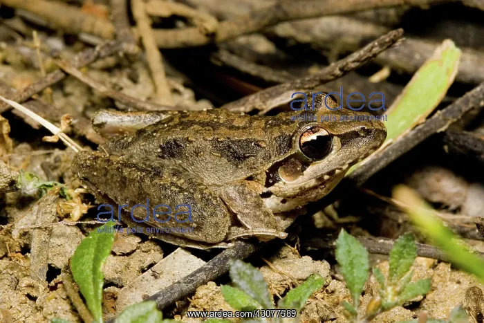 : Broad-palmed rocket frog : Broad-palmed rocket frog