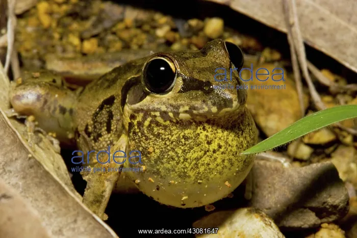 : Broad Palmed Rocketfrog : Broad Palmed Rocketfrog