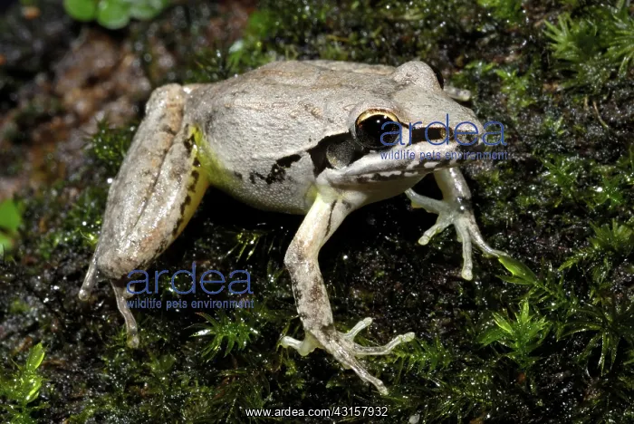  : Broad-palmed Rocketfrog