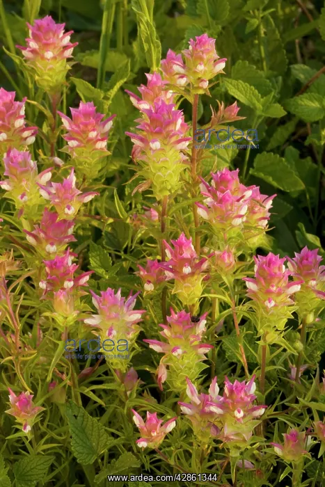 : Broad-scaled Mountain clover / Siskiyou Mountain Clover : Broad-scaled Mountain clover / Siskiyou Mountain Clover