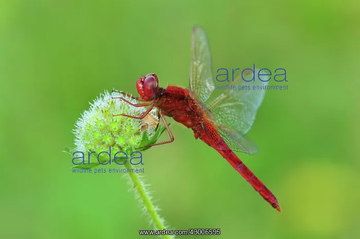 : Broad Scarlet Scarlet Darter Scarlet Dragonfly male : Broad Scarlet Scarlet Darter Scarlet Dragonfly male