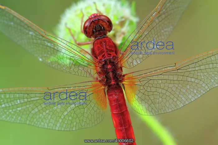 : Broad Scarlet Scarlet Darter Scarlet Dragonfly male