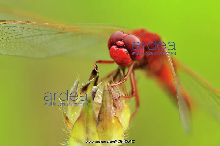 : Broad Scarlet Scarlet Darter Scarlet Dragonfly male : Broad Scarlet Scarlet Darter Scarlet Dragonfly male