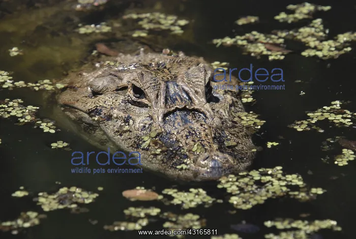 : Broad-snouted Caiman : Broad-snouted Caiman