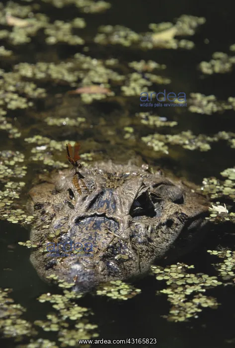 : Broad-snouted Caiman : Broad-snouted Caiman