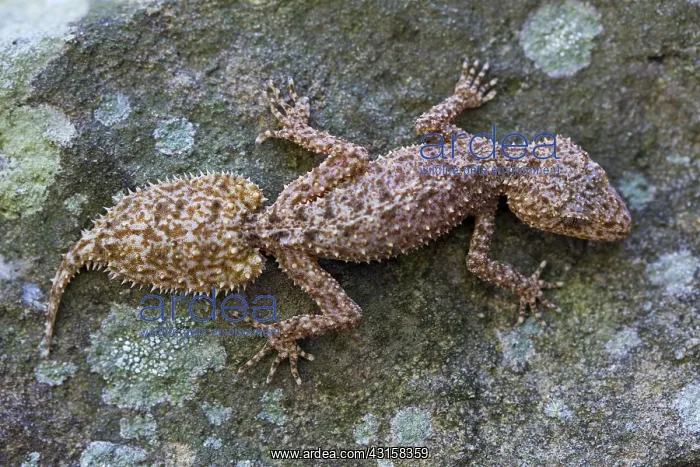 : Broad-tailed Gecko : Broad-tailed Gecko