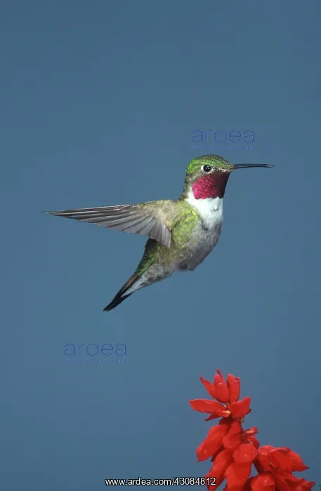 : Broad-tailed Hummingbird : Broad-tailed Hummingbird