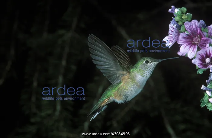 : Broad-tailed Hummingbird : Broad-tailed Hummingbird