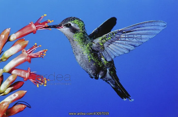 : Broad-tailed Hummingbird : Broad-tailed Hummingbird