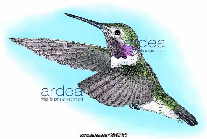 : Broad-Tailed Hummingbird : Broad-Tailed Hummingbird