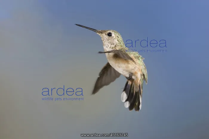  : Broad-tailed Hummingbird