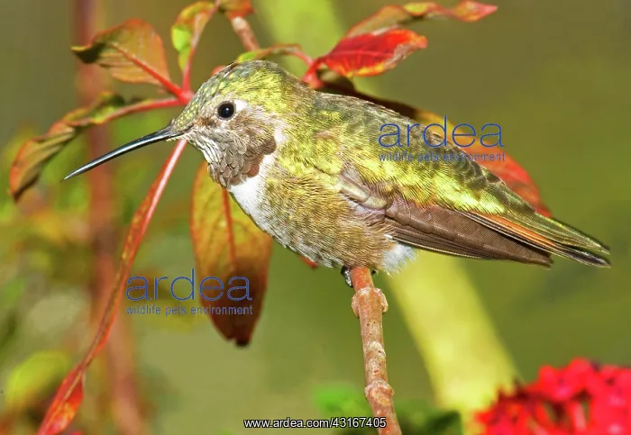 : Broad Tailed Hummingbird : Broad Tailed Hummingbird