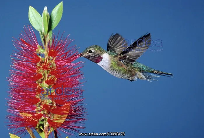 : Broad-tailed Hummingbird feeding : Broad-tailed Hummingbird feeding