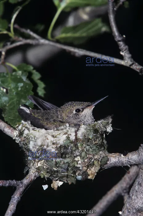 : Broad-tailed Hummingbird (Selasphorus platycercus) : Broad-tailed Hummingbird (Selasphorus platycercus)