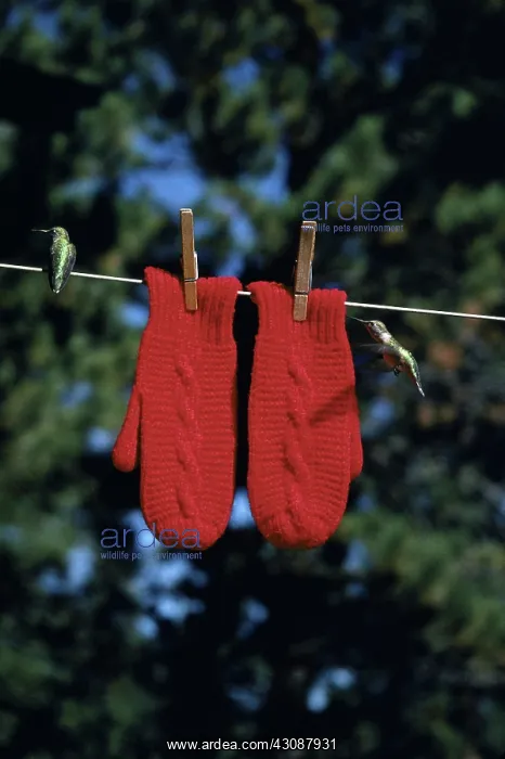 : Broad-tailed Hummingbirds : Broad-tailed Hummingbirds