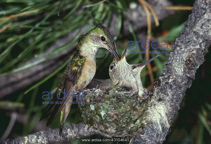 : Broad-tailed Hummingbirds : Broad-tailed Hummingbirds