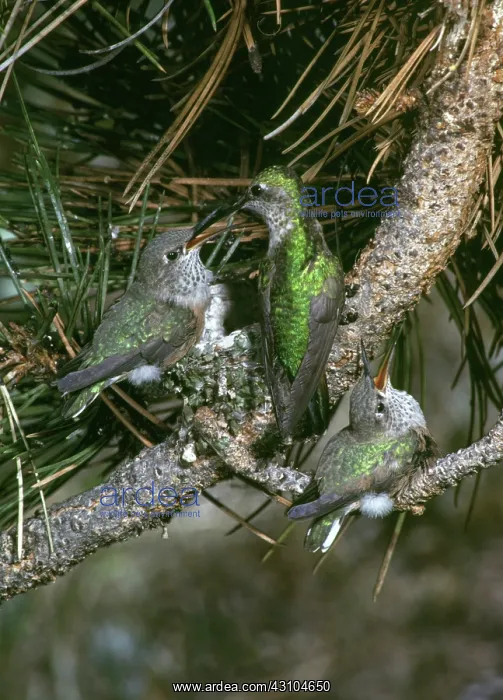 : Broad-tailed Hummingbirds : Broad-tailed Hummingbirds