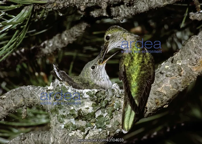 : Broad-tailed Hummingbirds : Broad-tailed Hummingbirds