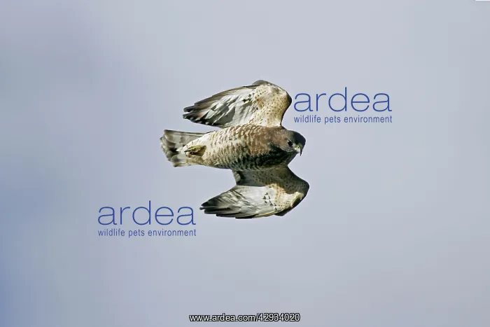  : Broad-winged Hawk