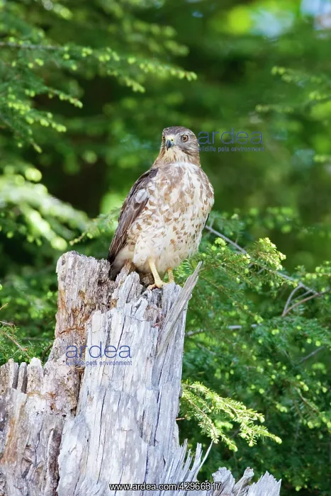 : Broad-winged Hawk : Broad-winged Hawk