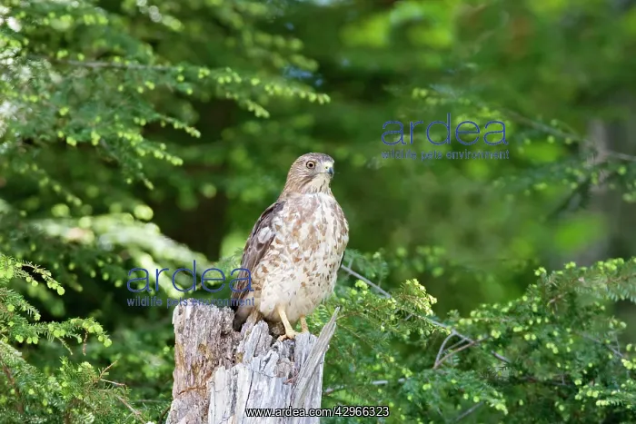 : Broad-winged Hawk : Broad-winged Hawk