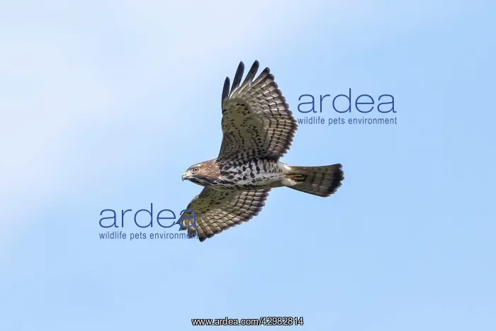 : Broad-winged Hawk : Broad-winged Hawk