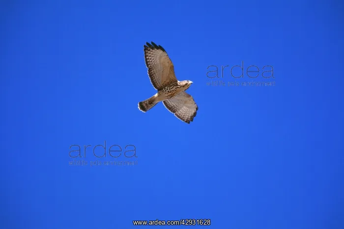 : Broad-winged Hawk - Juvenile, in flight : Broad-winged Hawk - Juvenile, in flight