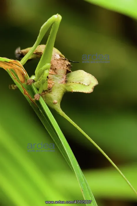 : Broad-winged Katydid nymph camouflaged : Broad-winged Katydid nymph camouflaged