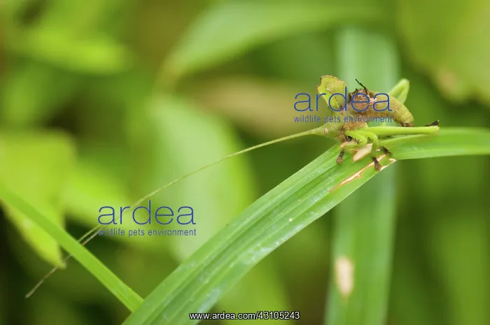 : Broad-winged Katydid nymph camouflaged : Broad-winged Katydid nymph camouflaged