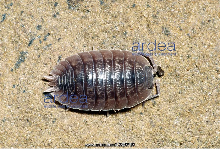 : BROAD WOODLOUSE : BROAD WOODLOUSE