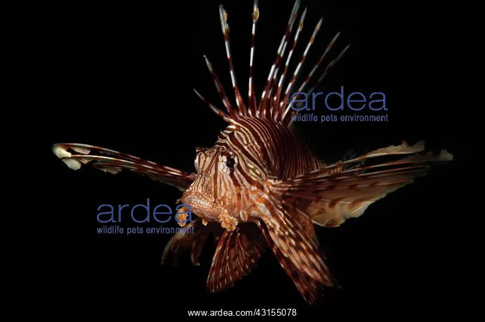 : Broadbarred Firefish : Broadbarred Firefish